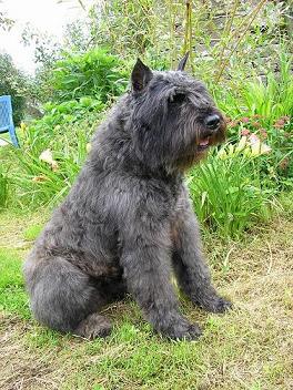 Réglise des hauts marches