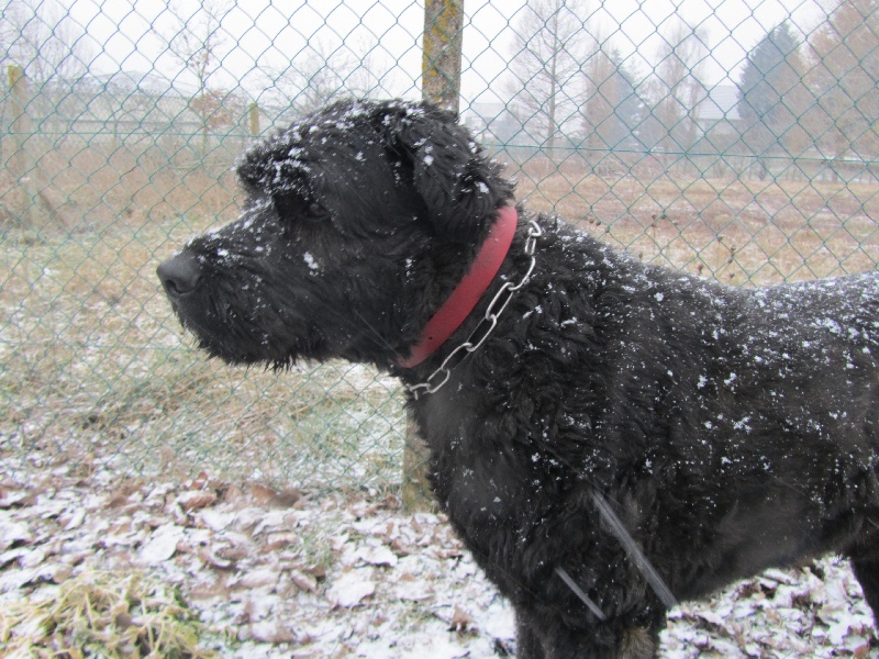 des nouvelles des chiots.
